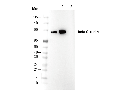 β-Catenin Antibody