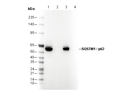 SQSTM1/p62 Antibody