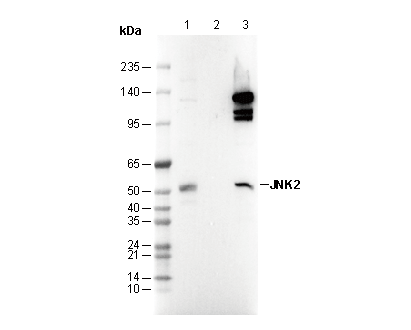 JNK2 Antibody