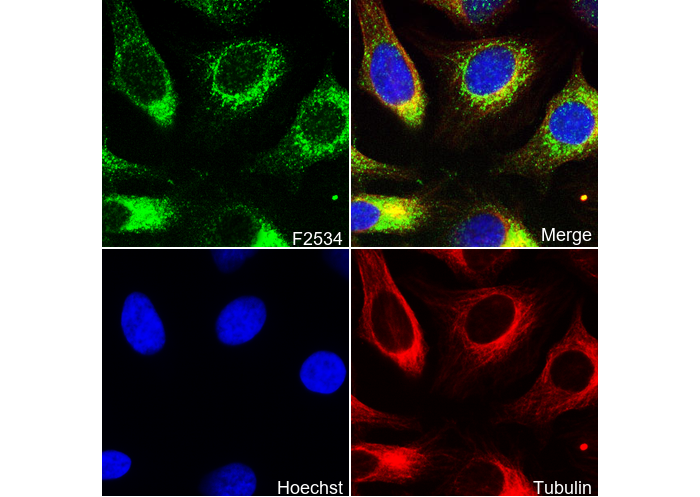 Cytochrome C Antibody