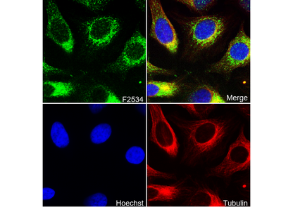 Cytochrome C Antibody