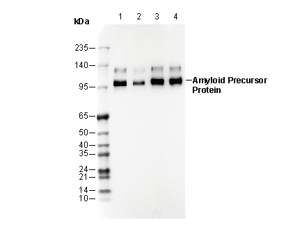 Amyloid Precursor Protein Antibody