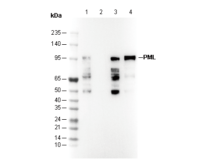 PML Antibody