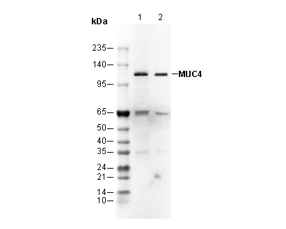 MUC4 Antibody