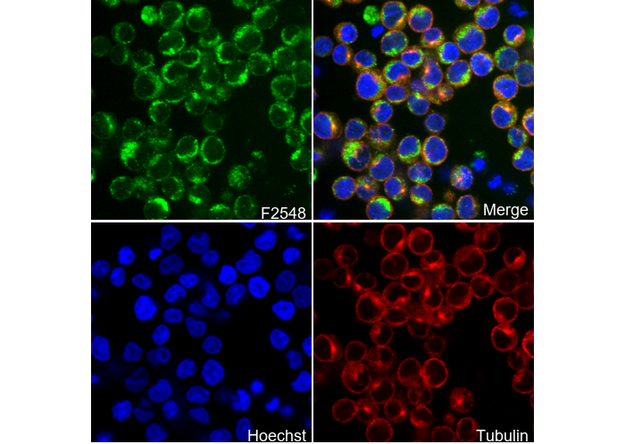 Ndufs1 Antibody