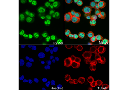 QKI Antibody