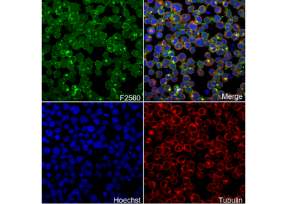 Phospho-VAV1 (Tyr174) Antibody