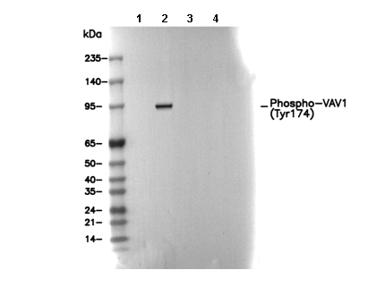Phospho-VAV1 (Tyr174) Antibody