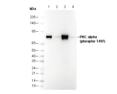 Phospho-PKC α (Thr497) Antibody