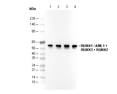 RUNX1 / AML1 + RUNX3 + RUNX2 Antibody