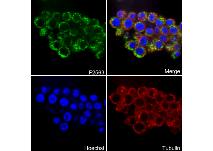 SFRP4 Antibody