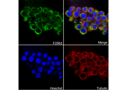 SFRP4 Antibody