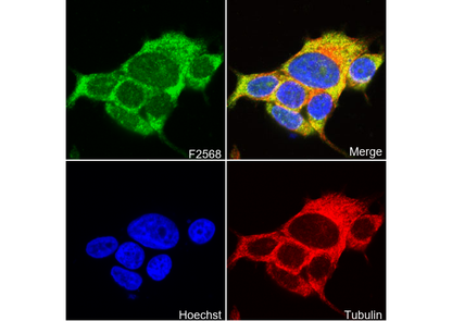 MEKK2 Antibody