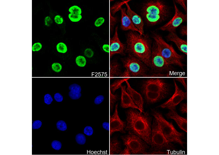 PTBP1 Antibody