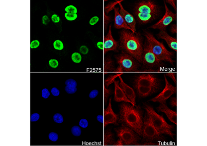PTBP1 Antibody