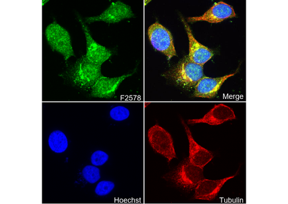 Rho Antibody