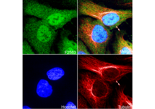 KAT1 / HAT1 Antibody