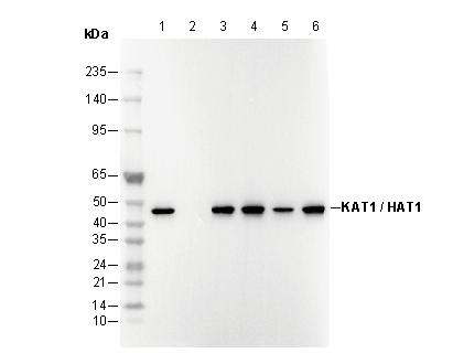 KAT1 / HAT1 Antibody