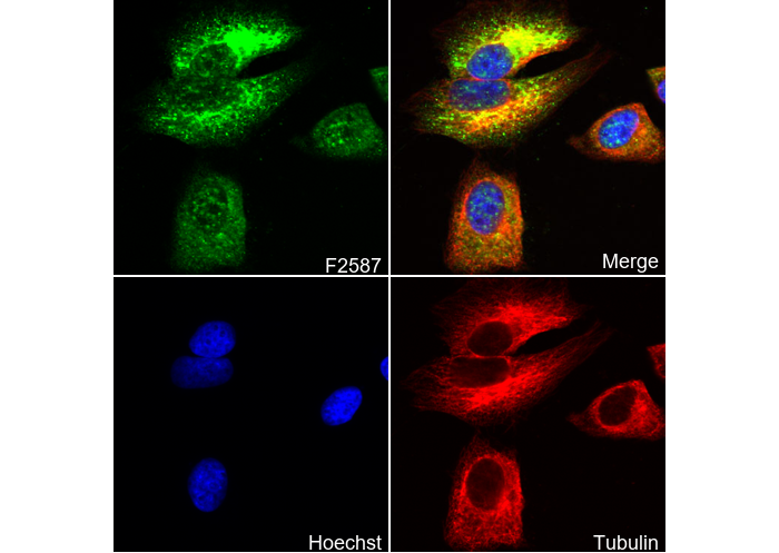Nestin Antibody