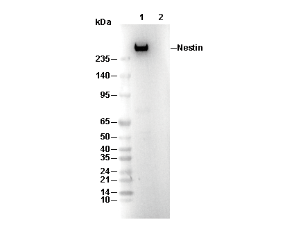 Nestin Antibody