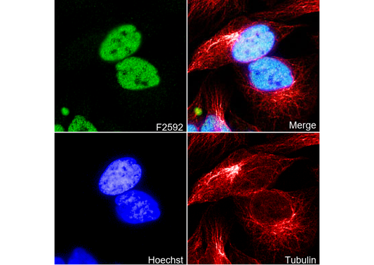 MBD3 Antibody