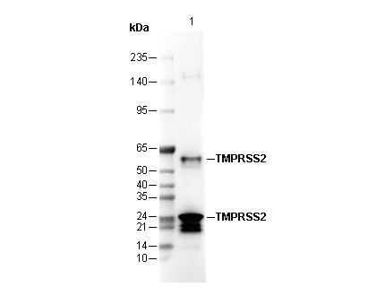 TMPRSS2 Antibody