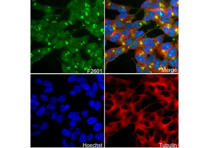 Midkine Antibody
