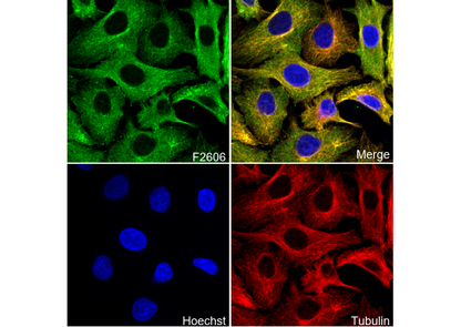 FADS1 Antibody