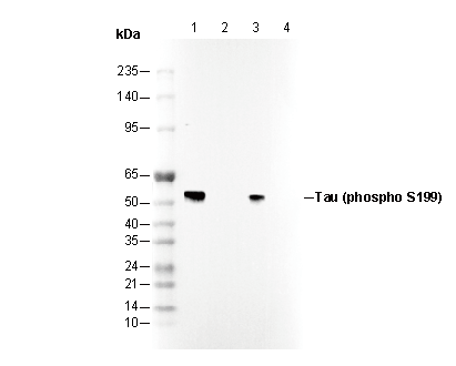 Phospho-Tau (Ser199) Antibody
