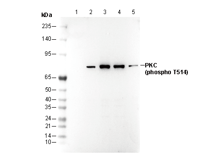 Phospho-PKC (Thr514) Antibody
