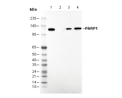 PARP1 Antibody