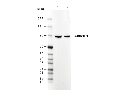 Aldh1L1 Antibody
