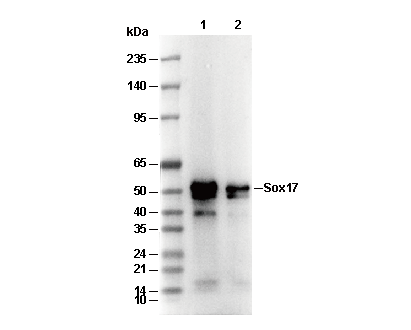 Sox17 Antibody