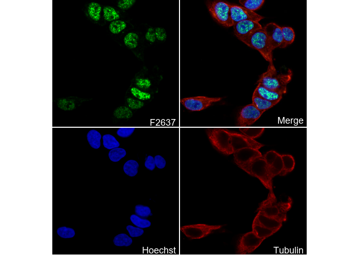 PHF20 Antibody
