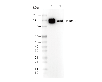 STAG2 Antibody