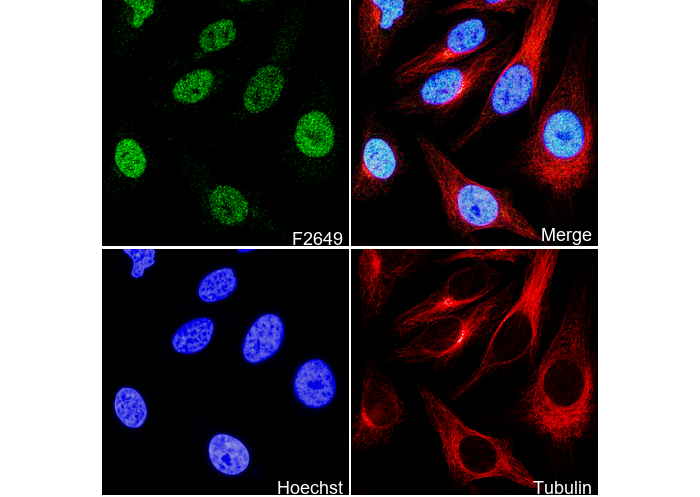 SMC3 Antibody