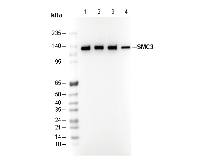 SMC3 Antibody