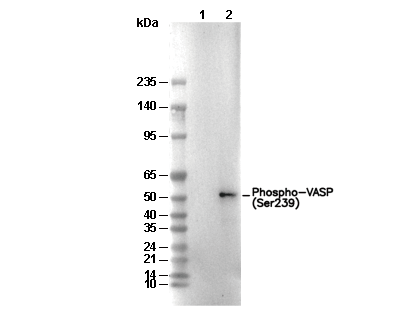 Phospho-VASP (Ser239) Antibody