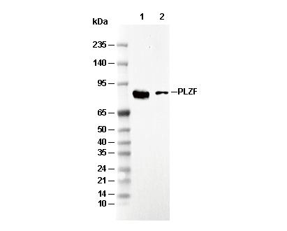 PLZF Antibody