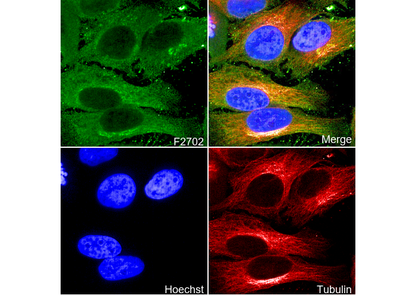 GRP78/BIP Antibody