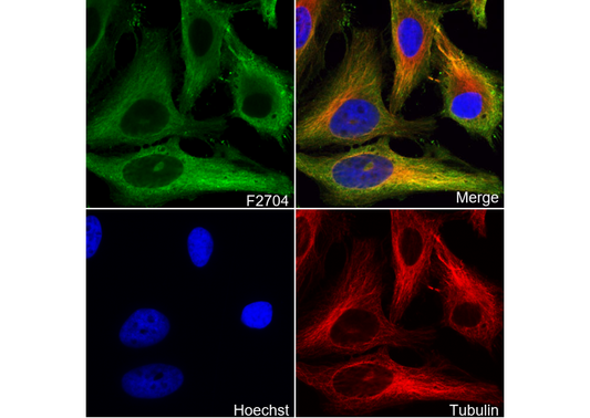 PKM2 Antibody