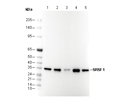 SRSF1 Antibody