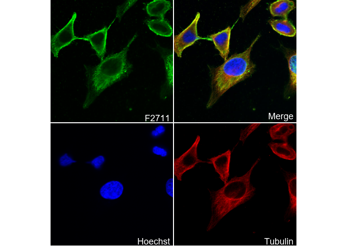 PMCA ATPase Antibody