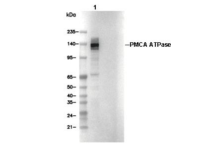 PMCA ATPase Antibody
