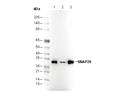 SNAP29 Antibody