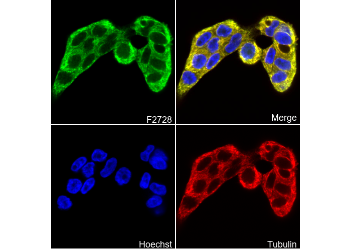 Phospho-RSK1 p90 (Ser380) Antibody