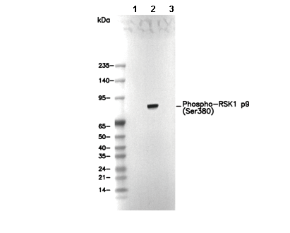 Phospho-RSK1 p90 (Ser380) Antibody
