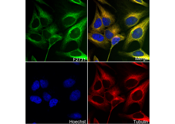 α1 Spectrin Antibody
