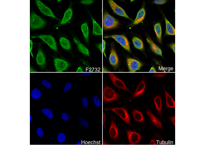FGFR1α Antibody