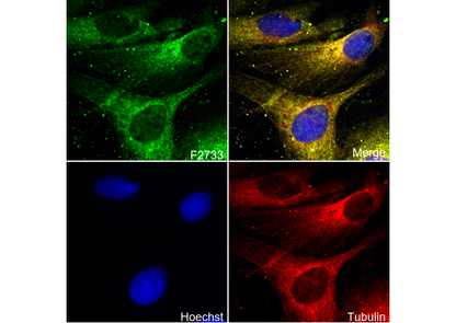 TRPV1 C- terminal Antibody